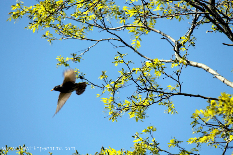 Five Minute Friday: Grateful